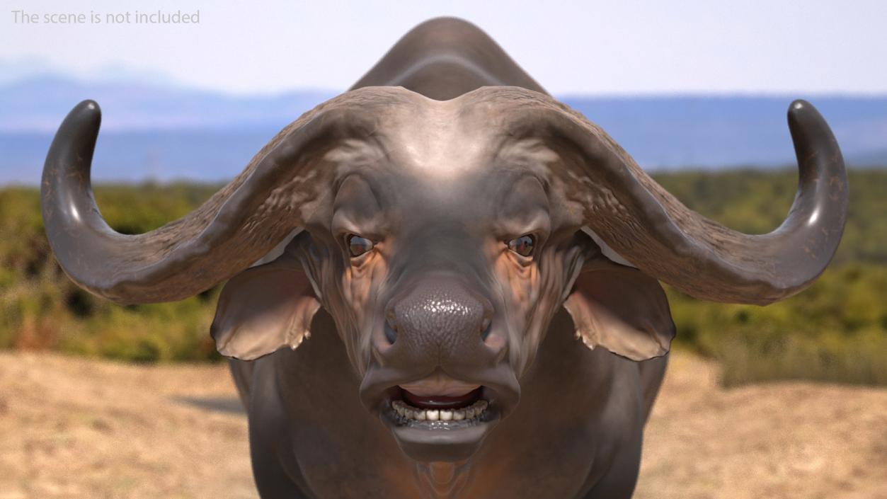 3D model Cape Buffalo African Buffalo Rigged