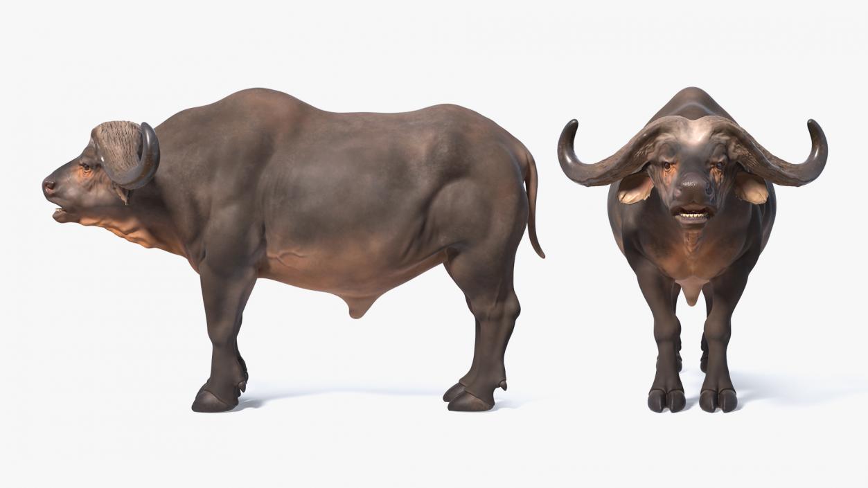 3D model Cape Buffalo African Buffalo Rigged