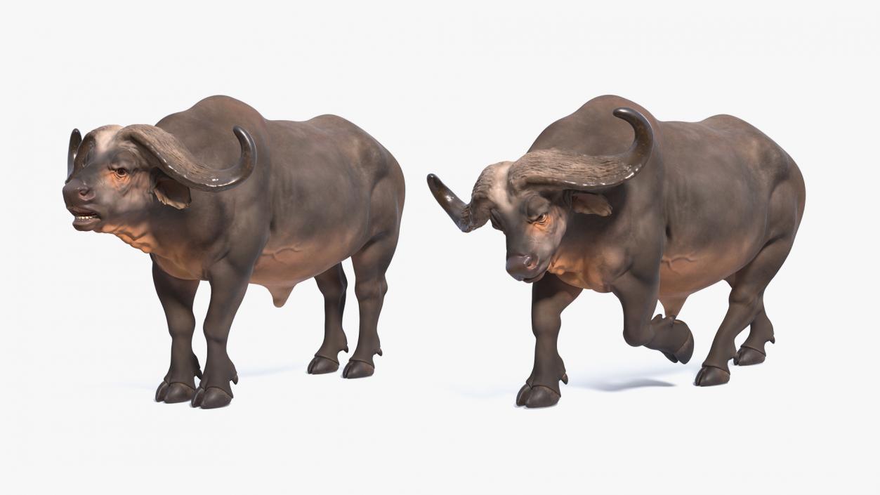 3D model Cape Buffalo African Buffalo Rigged