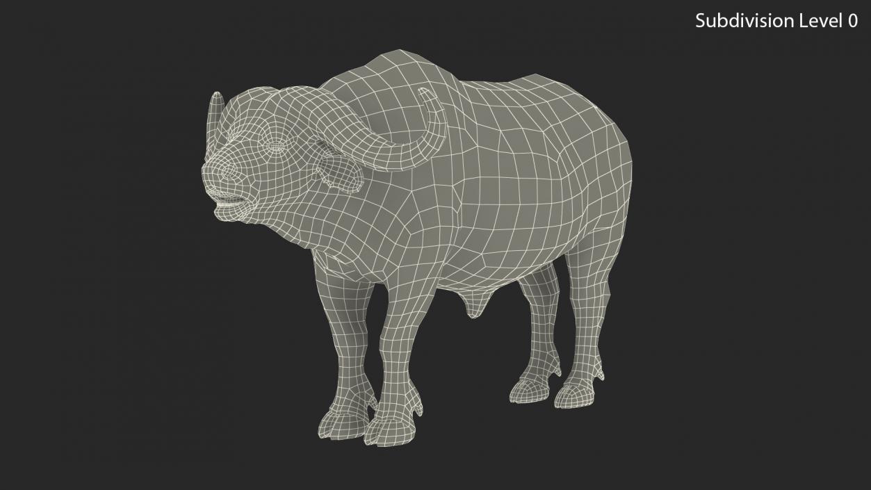 3D model Cape Buffalo African Buffalo Rigged