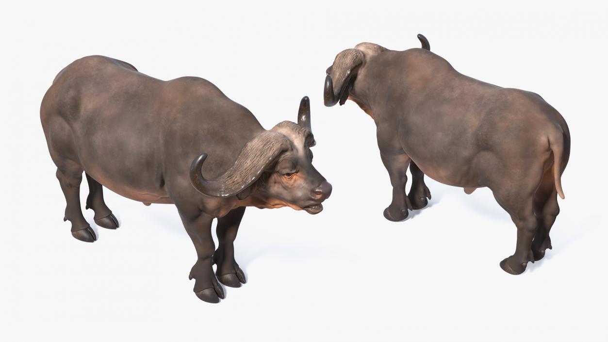 3D model Cape Buffalo African Buffalo Rigged