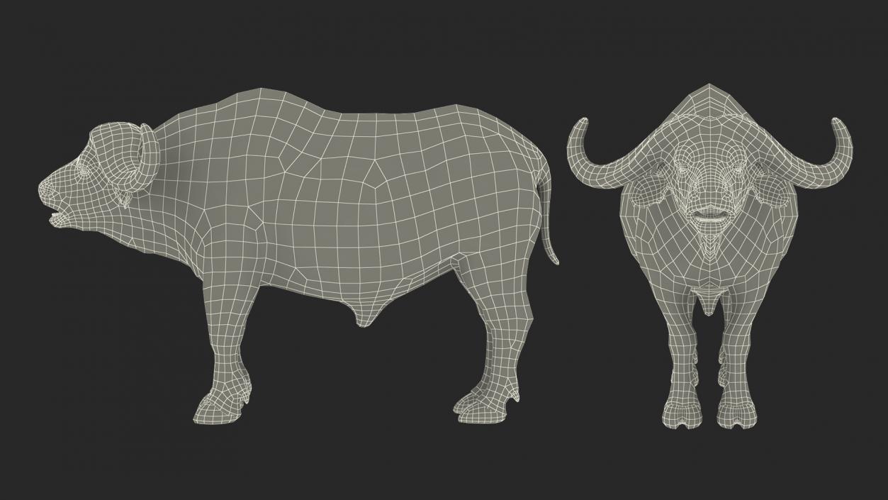 3D model Cape Buffalo African Buffalo Rigged