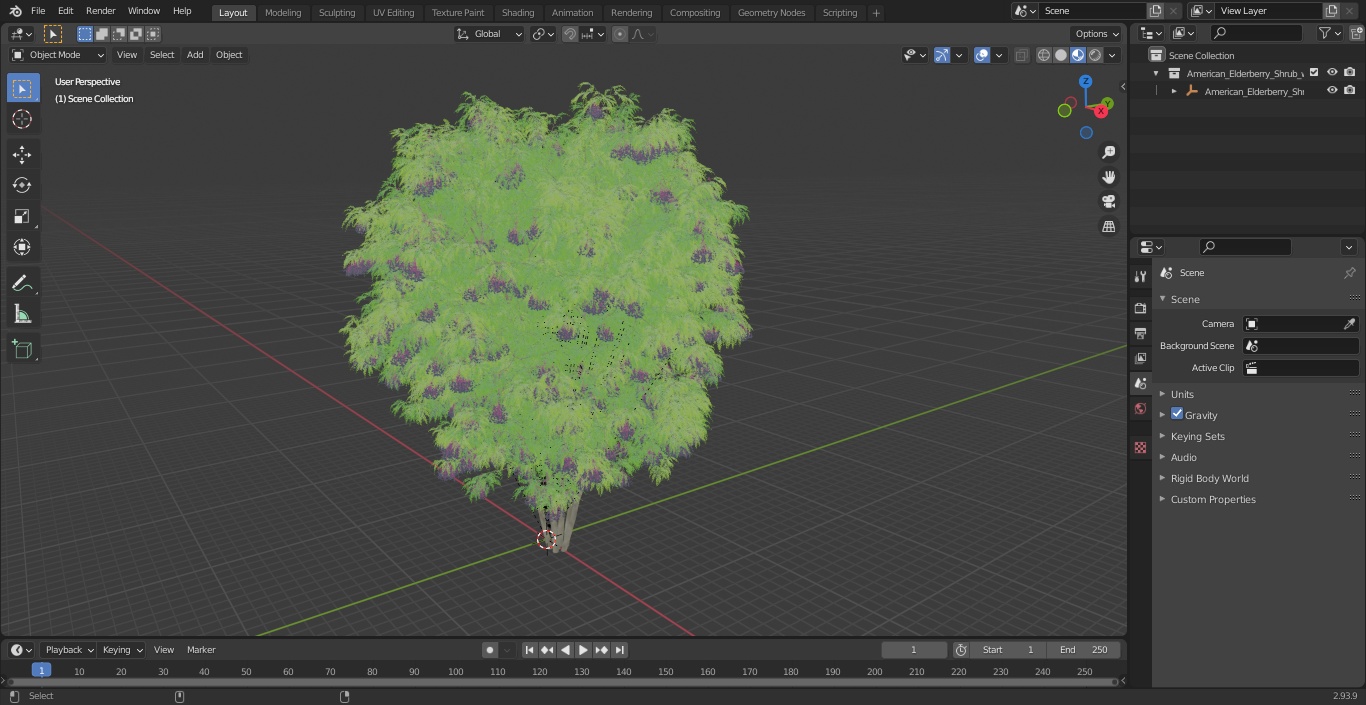 3D American Elderberry Shrub with Berries model