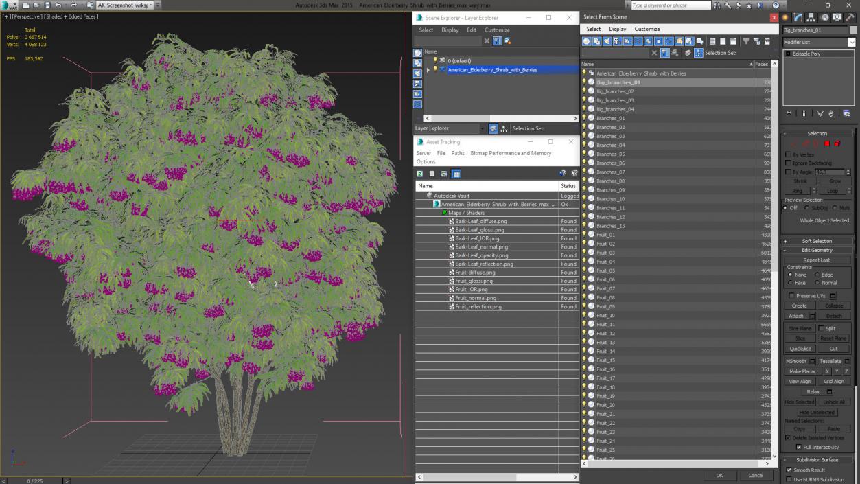 3D American Elderberry Shrub with Berries model