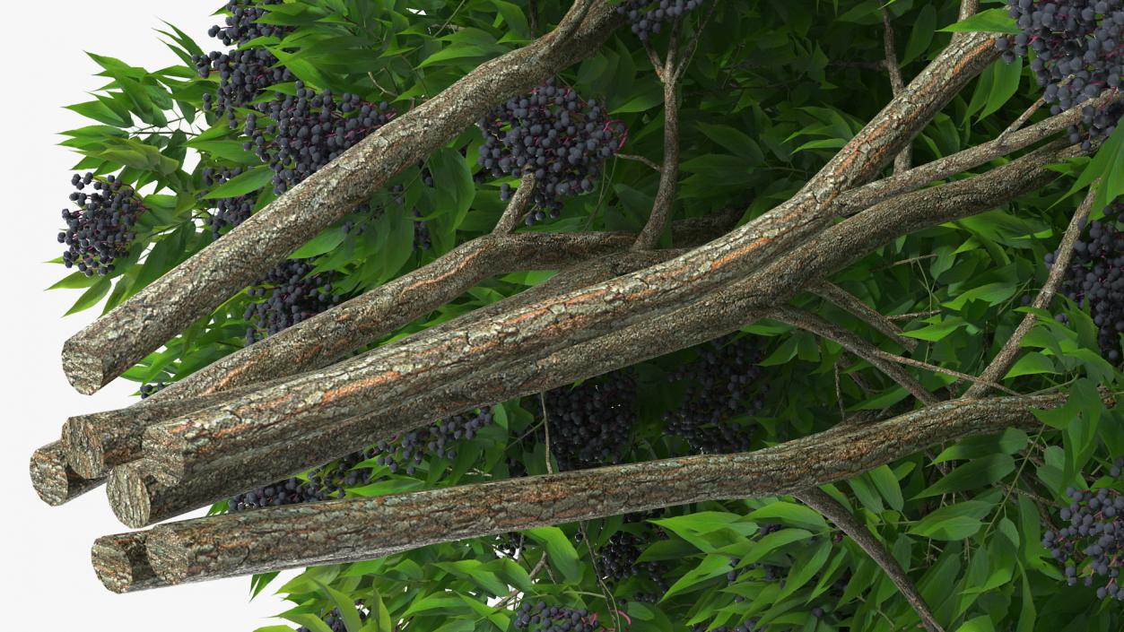 3D American Elderberry Shrub with Berries model