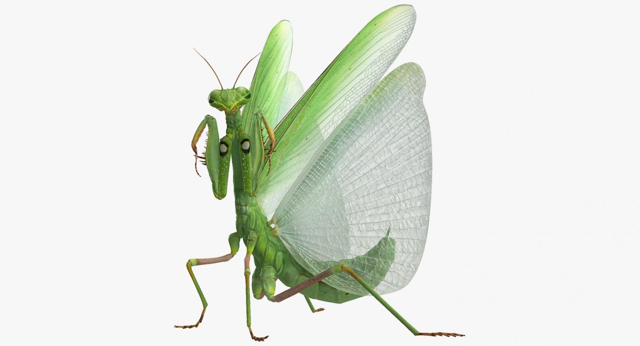 3D European Mantis Rigged with Fur