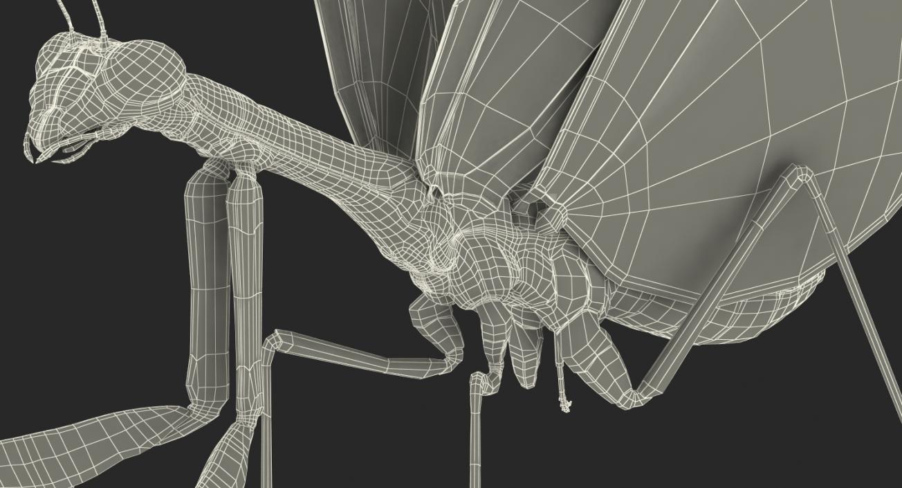 3D European Mantis Rigged with Fur