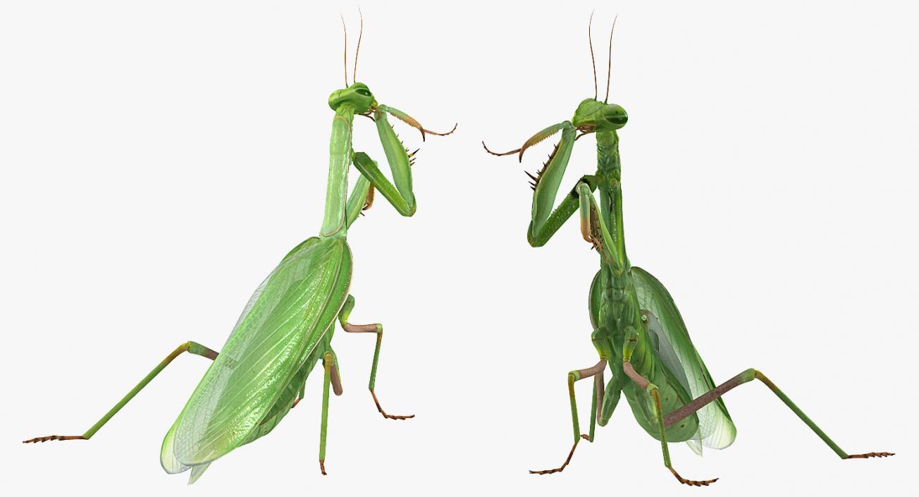 3D European Mantis Rigged with Fur