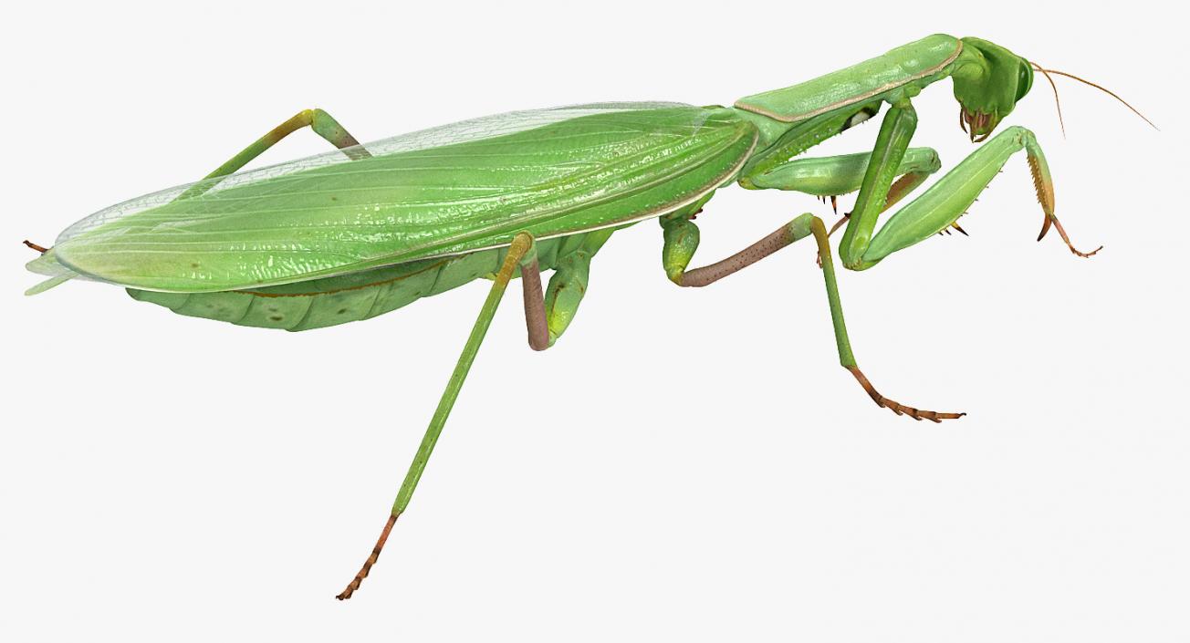 3D European Mantis Rigged with Fur