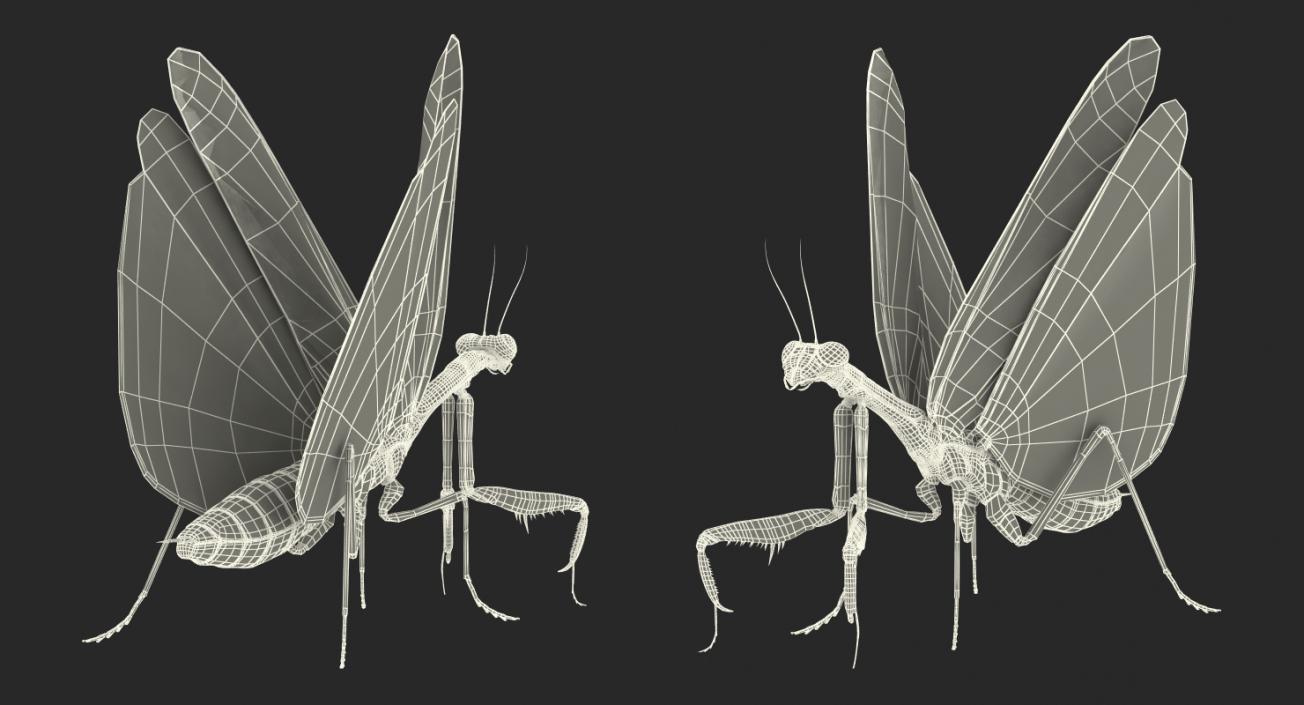 3D European Mantis Rigged with Fur