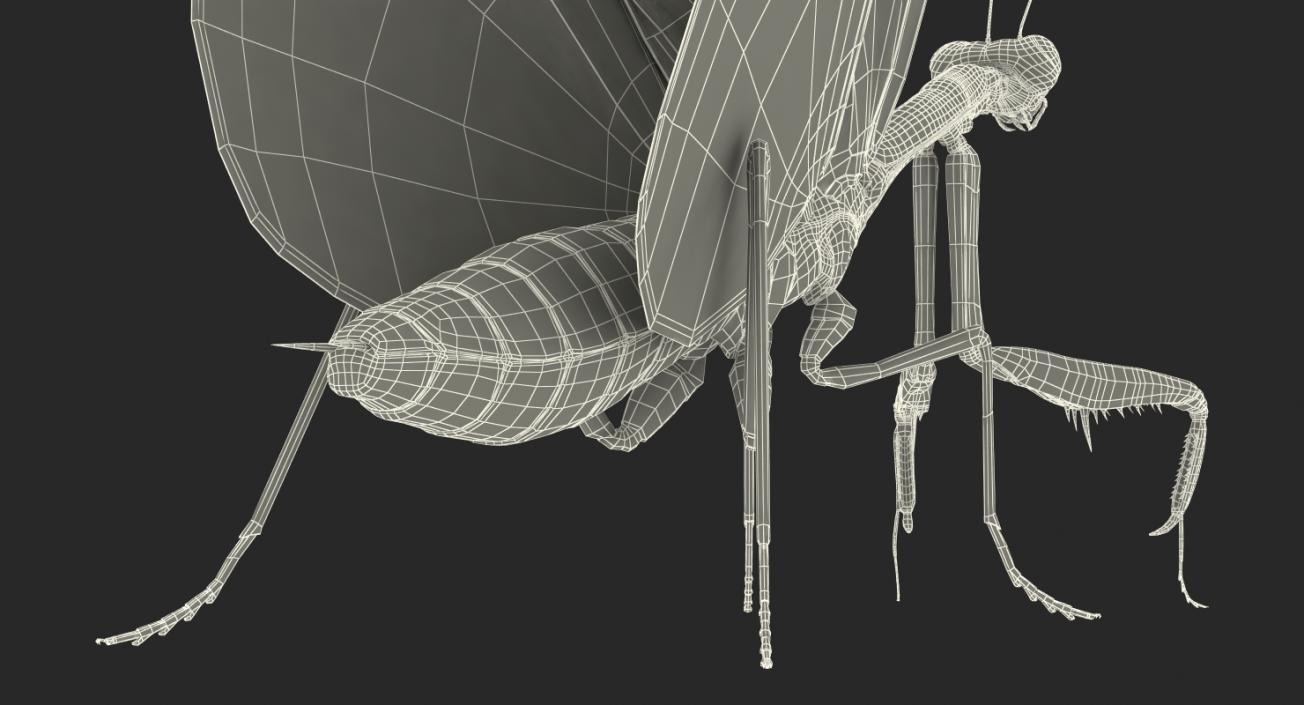 3D European Mantis Rigged with Fur