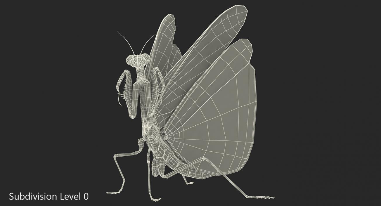 3D European Mantis Rigged with Fur