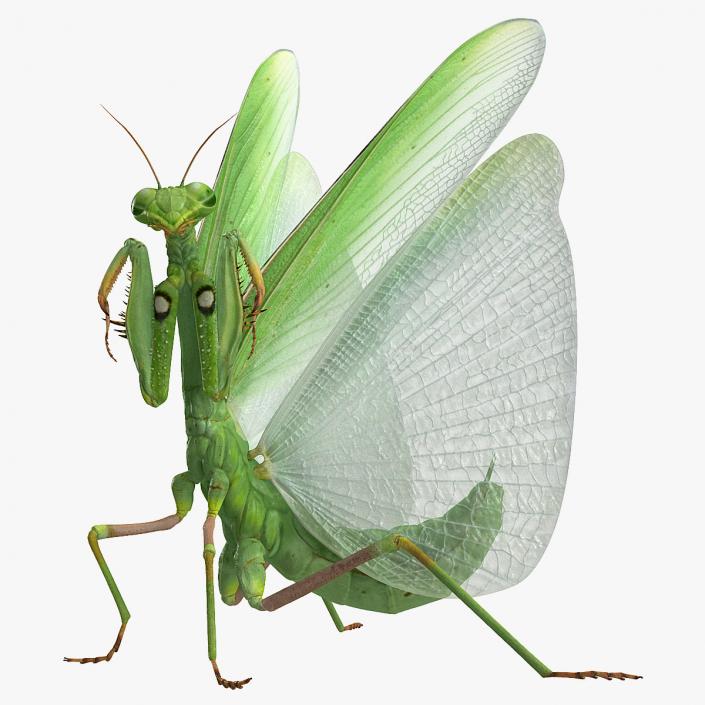 3D European Mantis Rigged with Fur