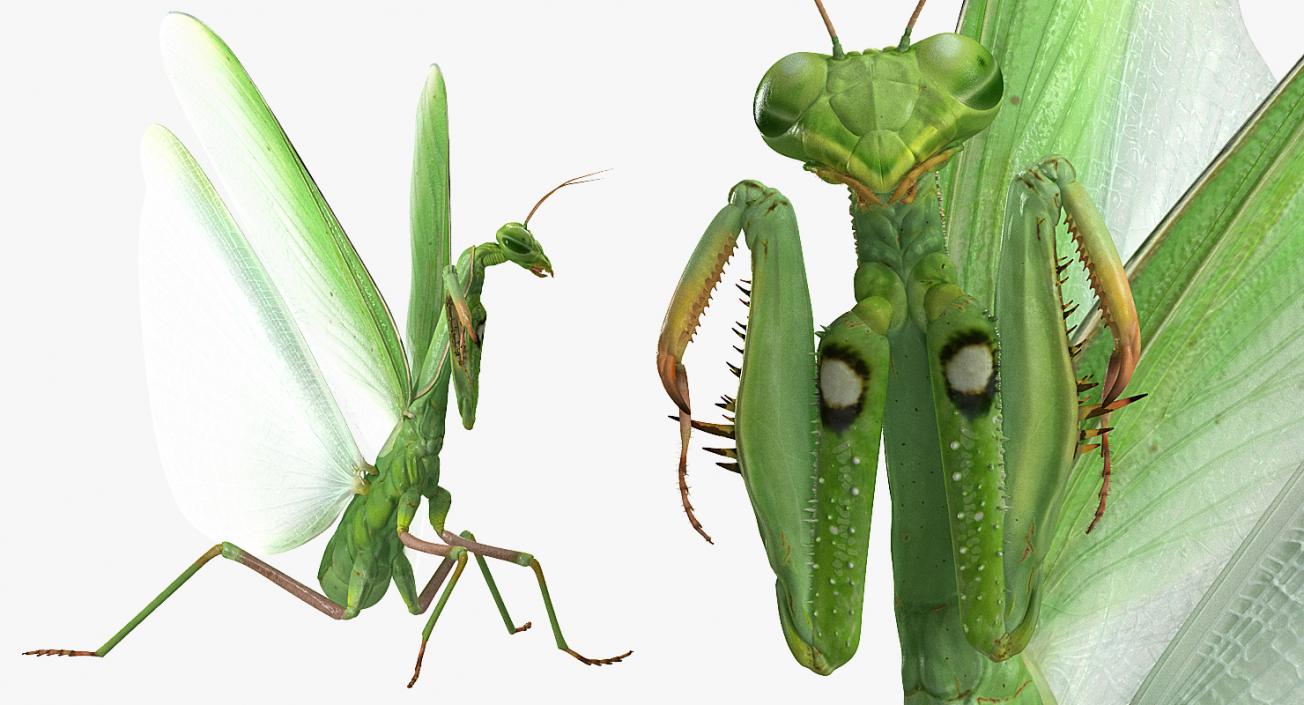 3D European Mantis Rigged with Fur