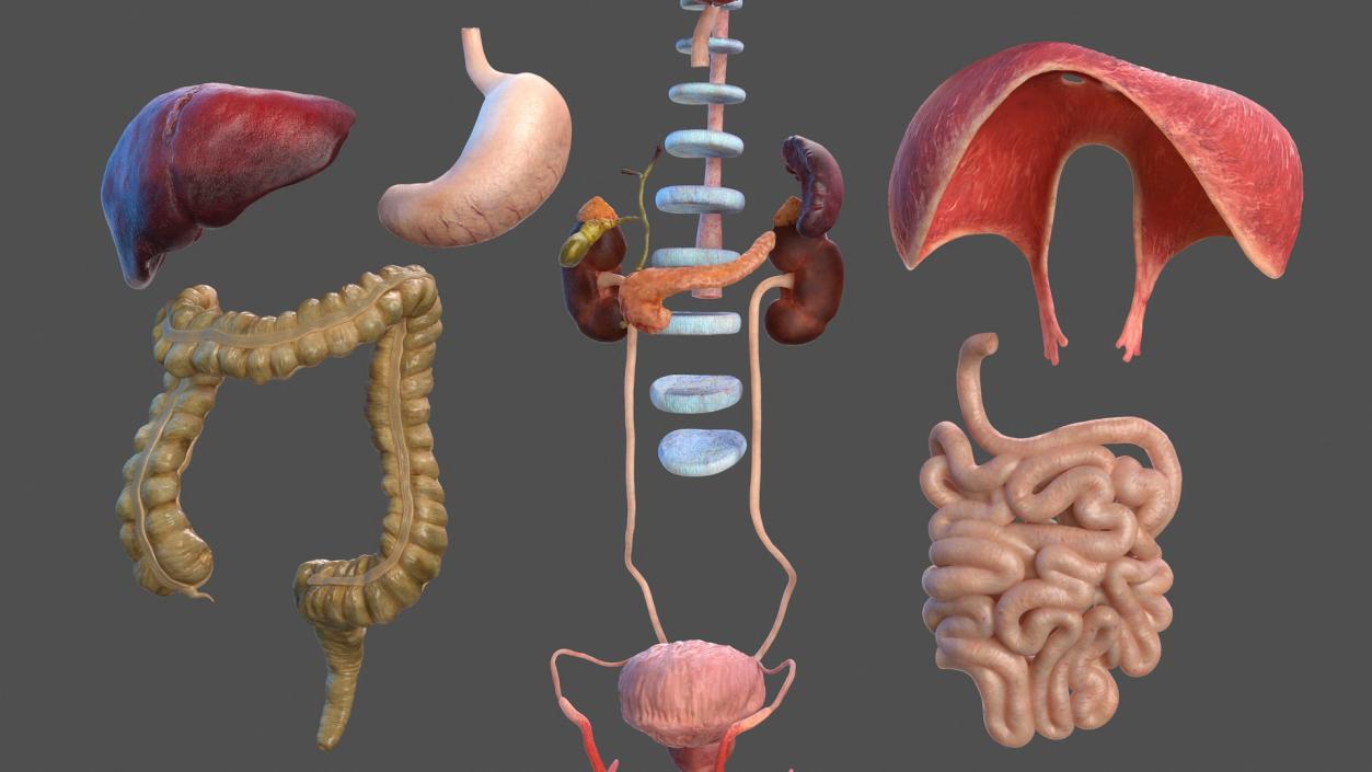 3D Complete Male Full Body Anatomy