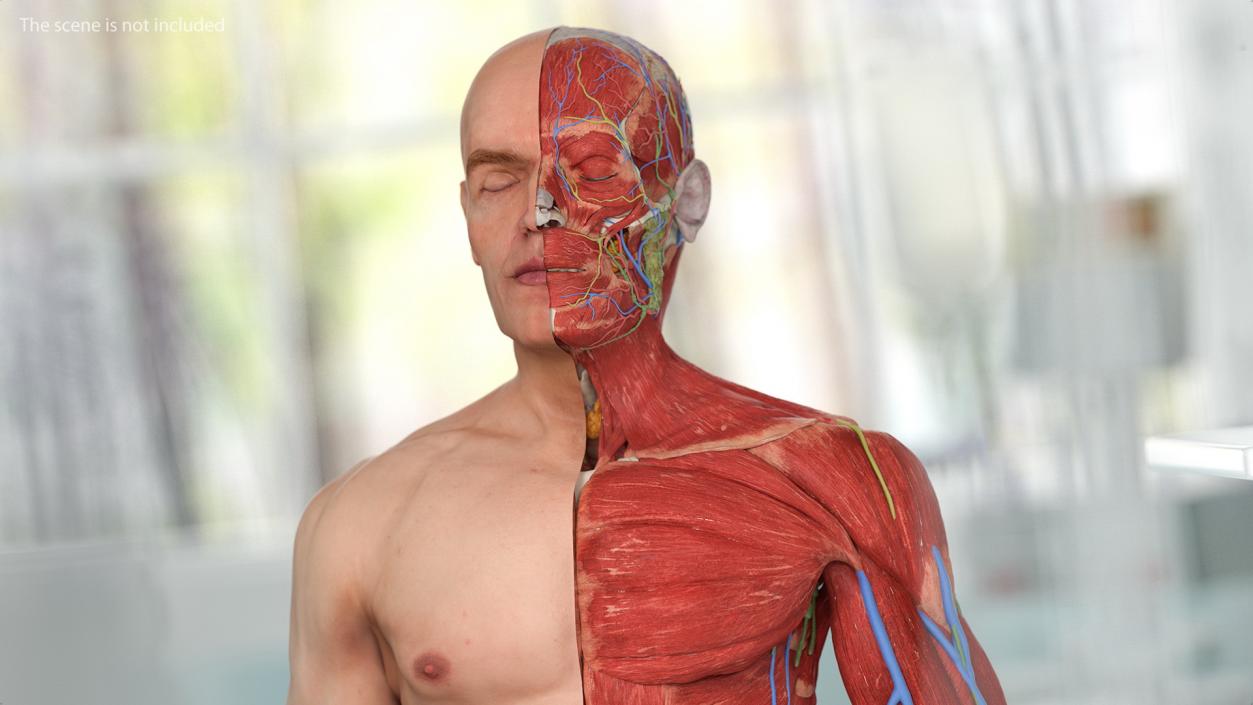 3D Complete Male Full Body Anatomy