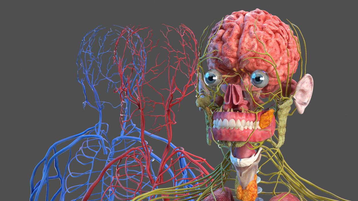 3D Complete Male Full Body Anatomy