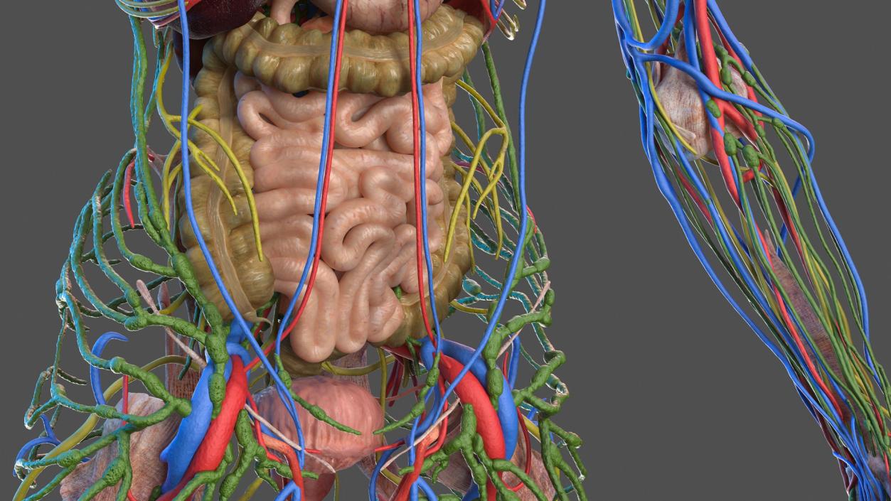 3D Complete Male Full Body Anatomy