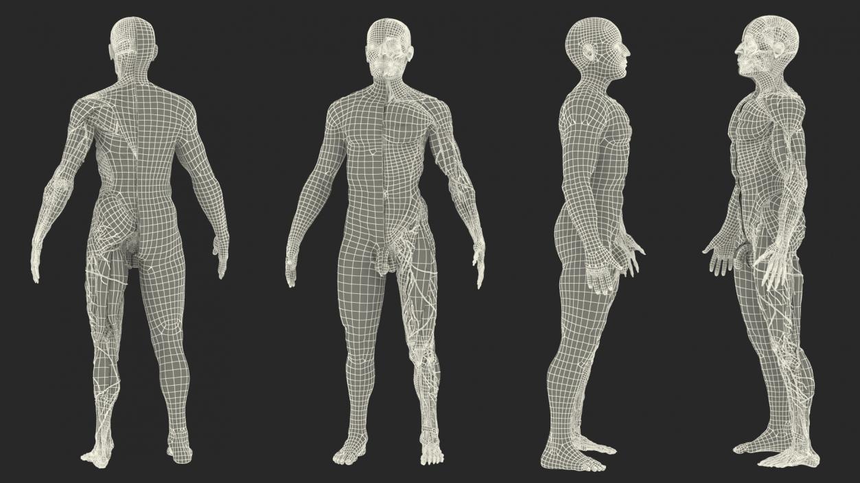 3D Complete Male Full Body Anatomy