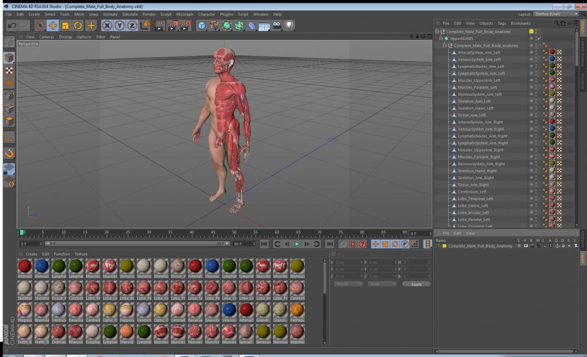 3D Complete Male Full Body Anatomy