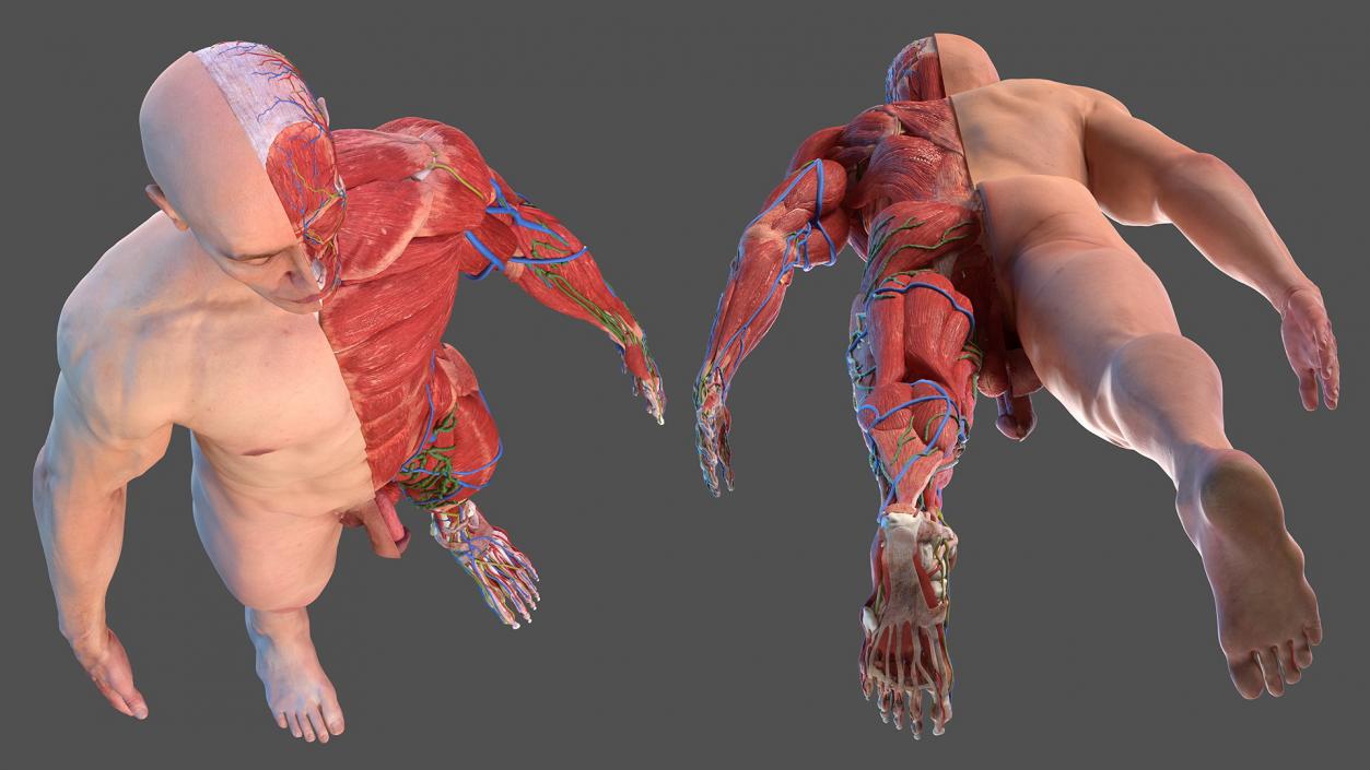 3D Complete Male Full Body Anatomy