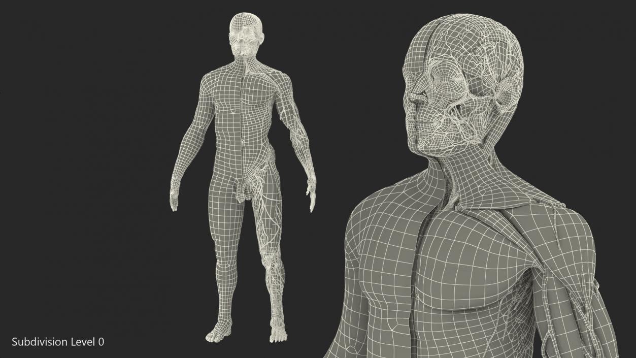 3D Complete Male Full Body Anatomy