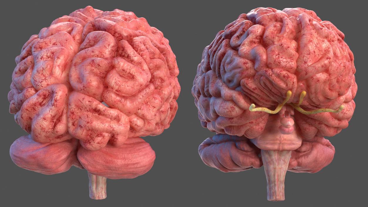 3D Complete Male Full Body Anatomy