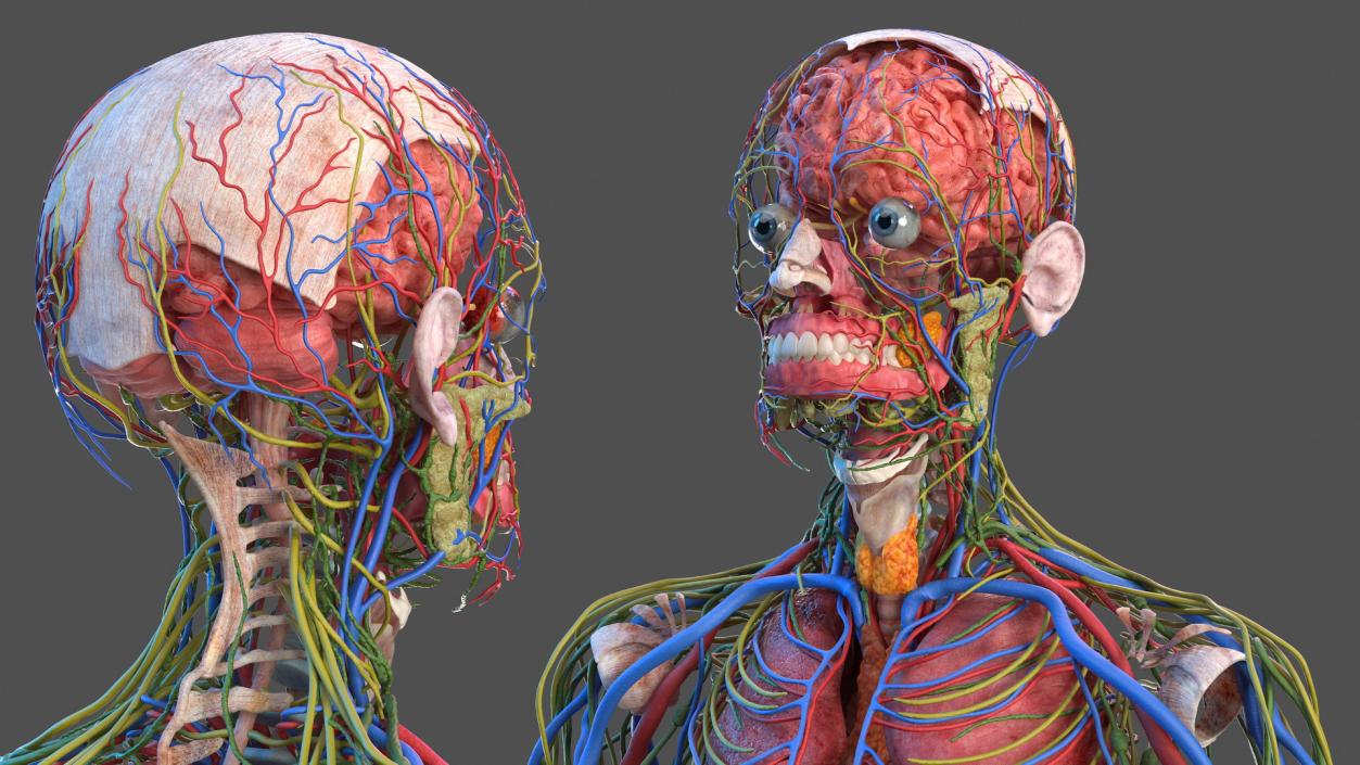 3D Complete Male Full Body Anatomy