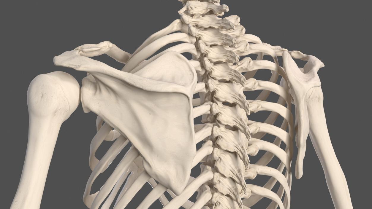 3D Complete Male Full Body Anatomy