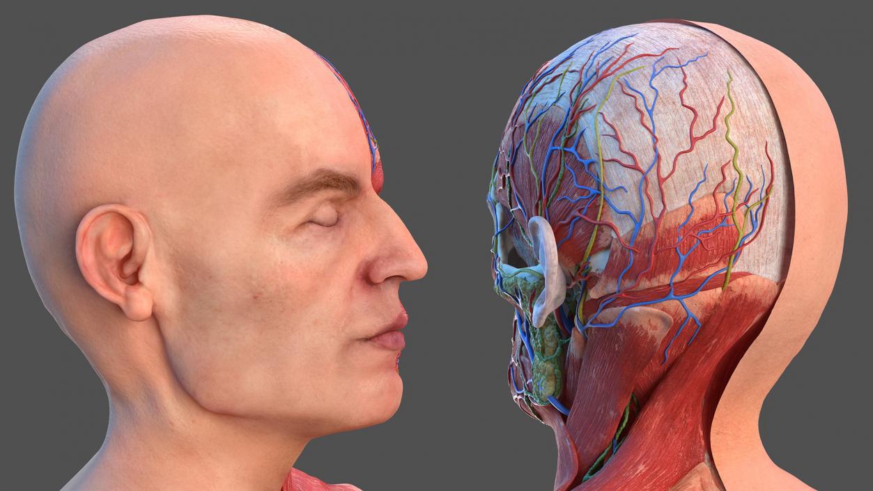 3D Complete Male Full Body Anatomy