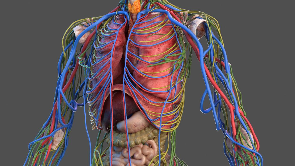 3D Complete Male Full Body Anatomy