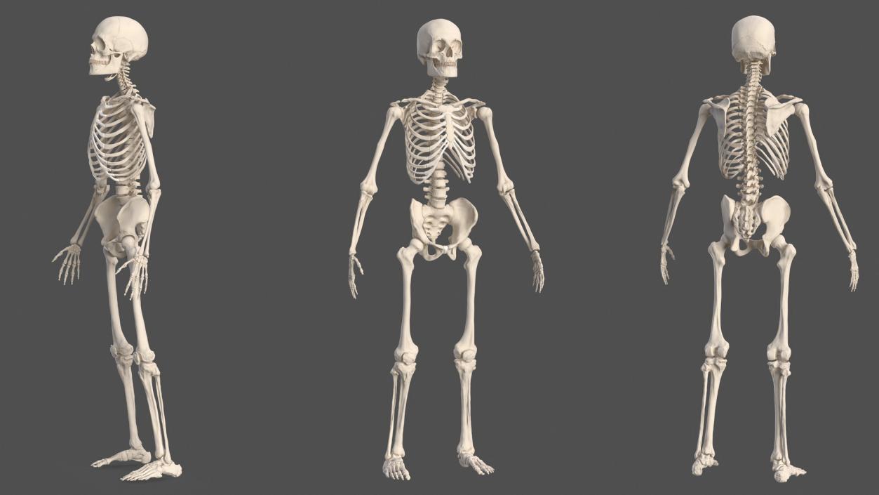 3D Complete Male Full Body Anatomy