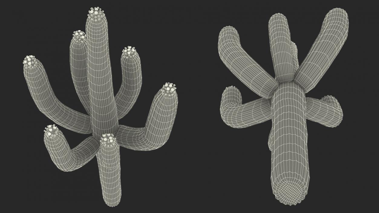 Carnegiea Gigantea Fur 3D