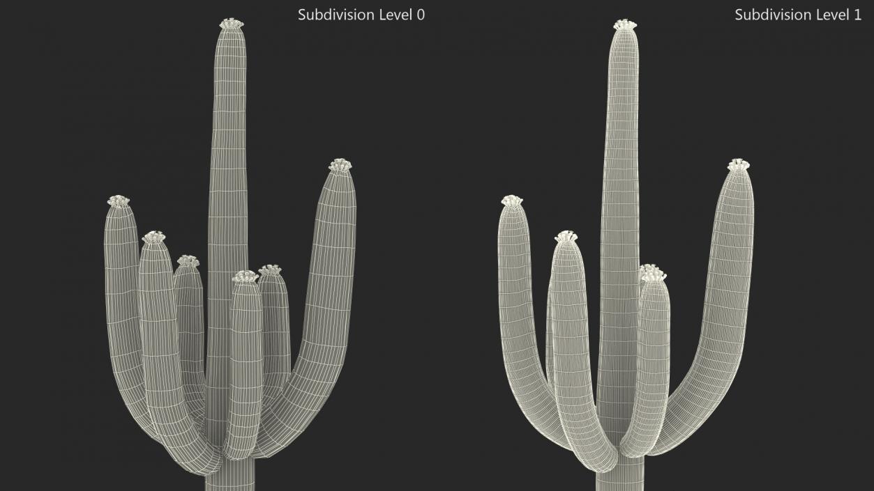 Carnegiea Gigantea Fur 3D