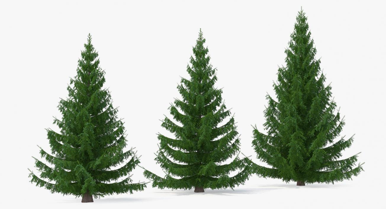 3D Spruces Collection model