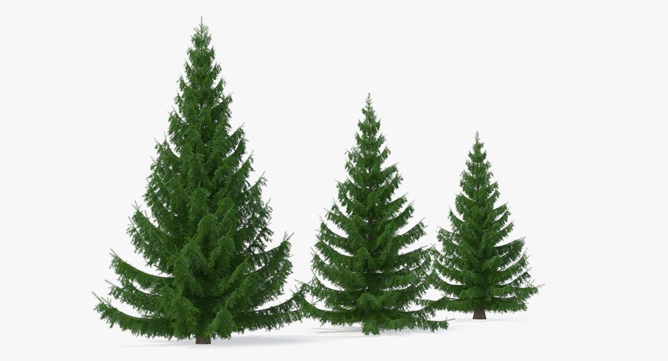 3D Spruces Collection model