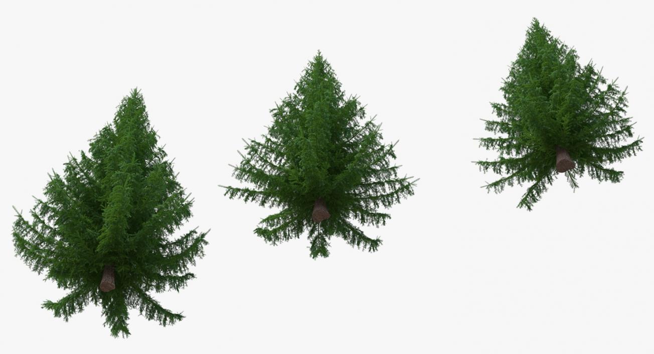 3D Spruces Collection model