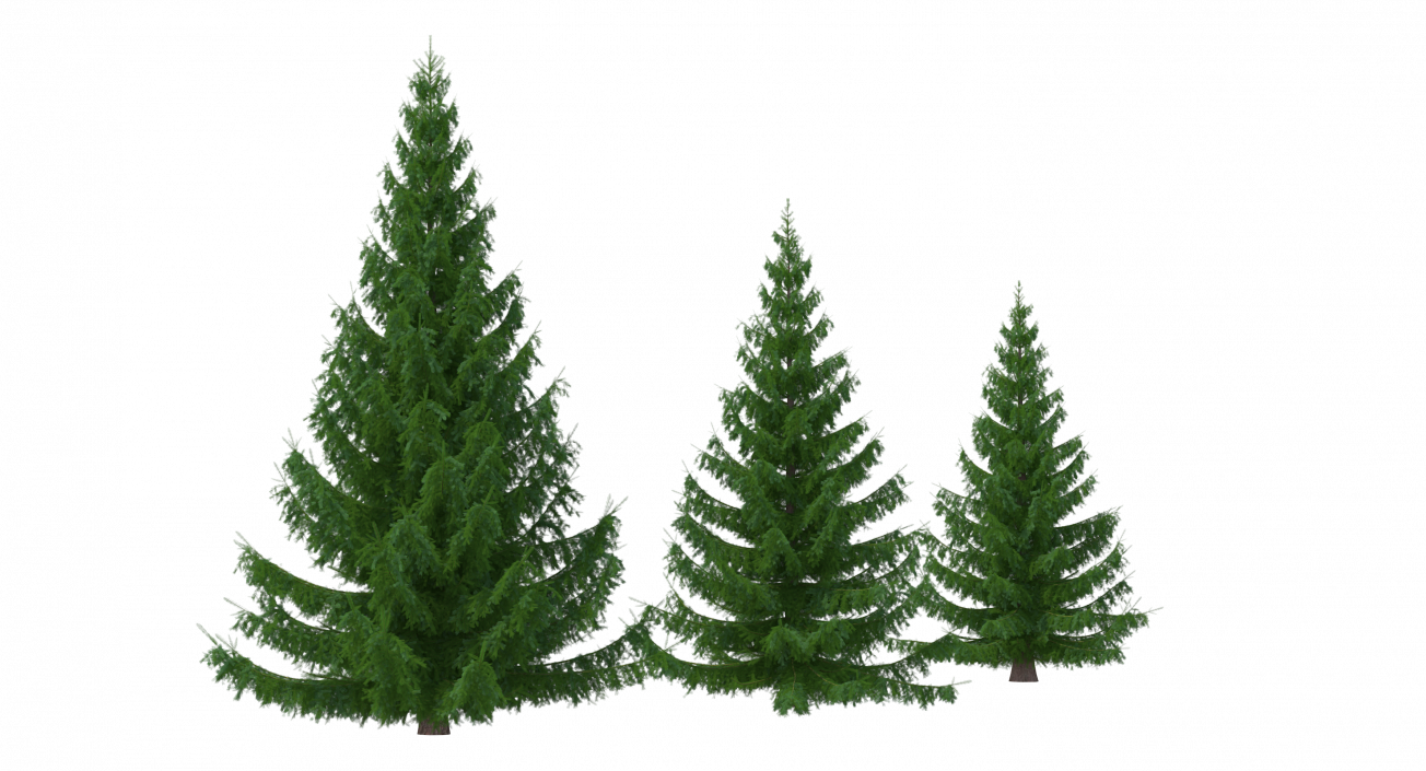 3D Spruces Collection model