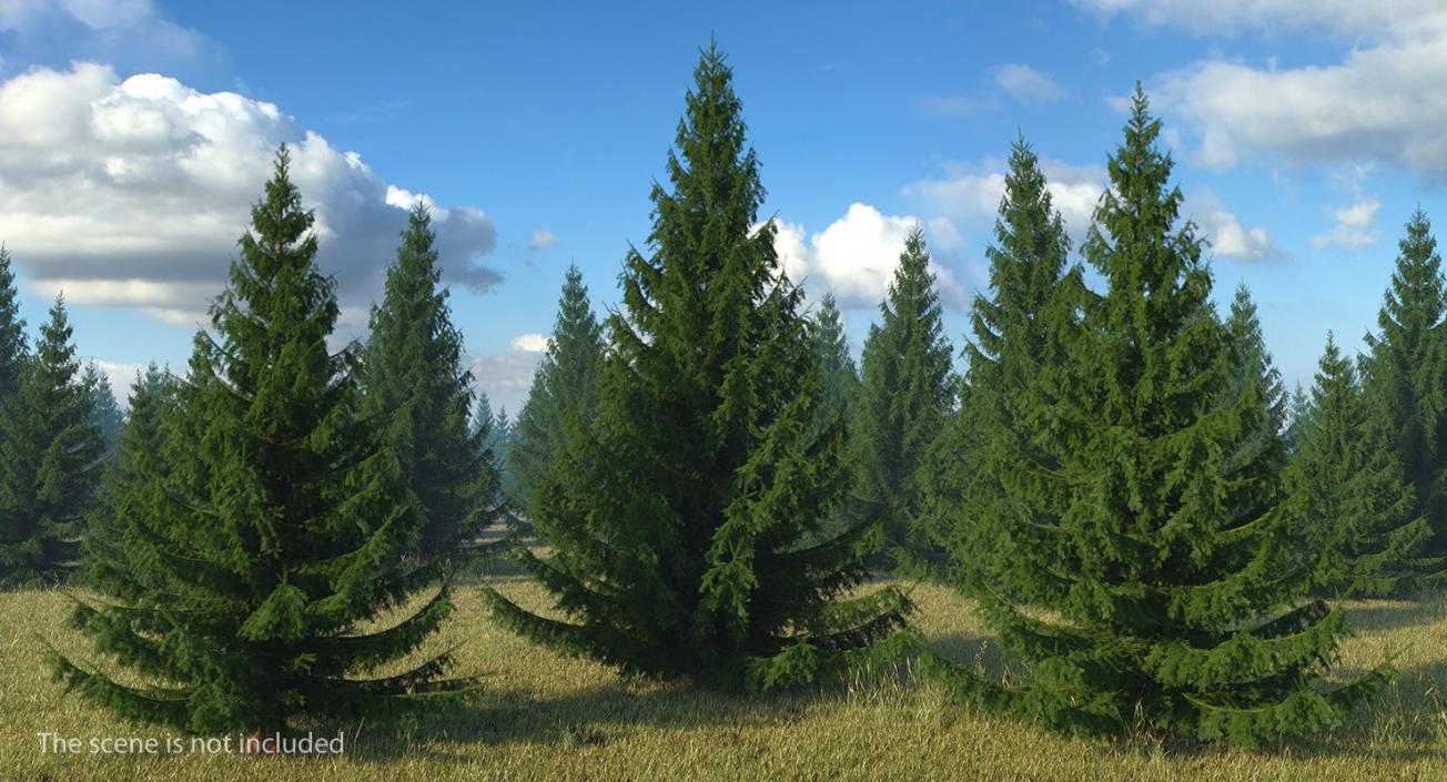 3D Spruces Collection model