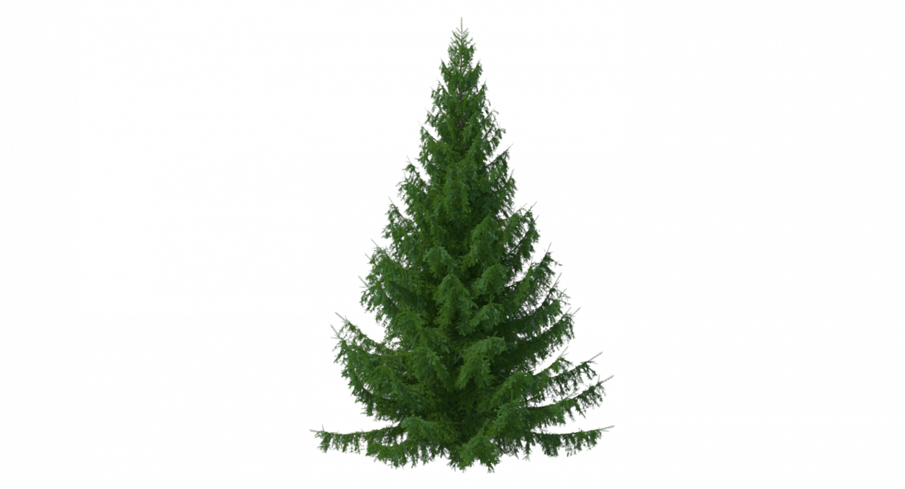 3D Spruces Collection model