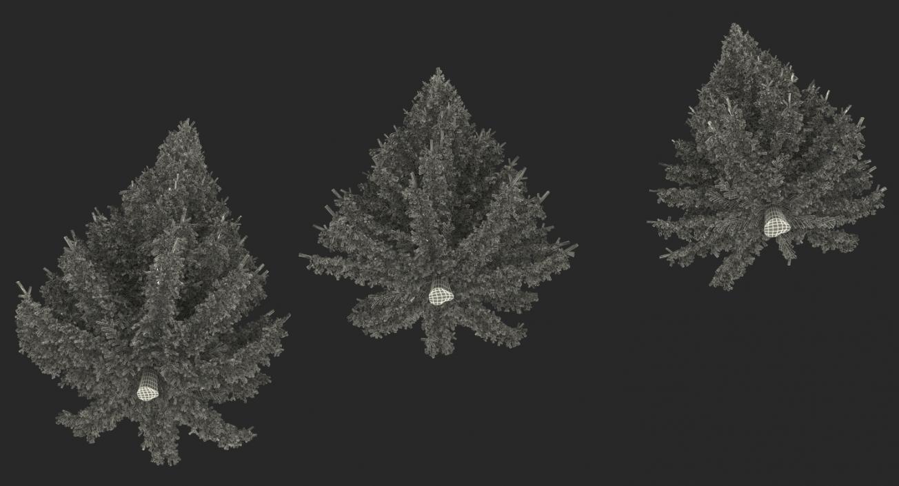 3D Spruces Collection model