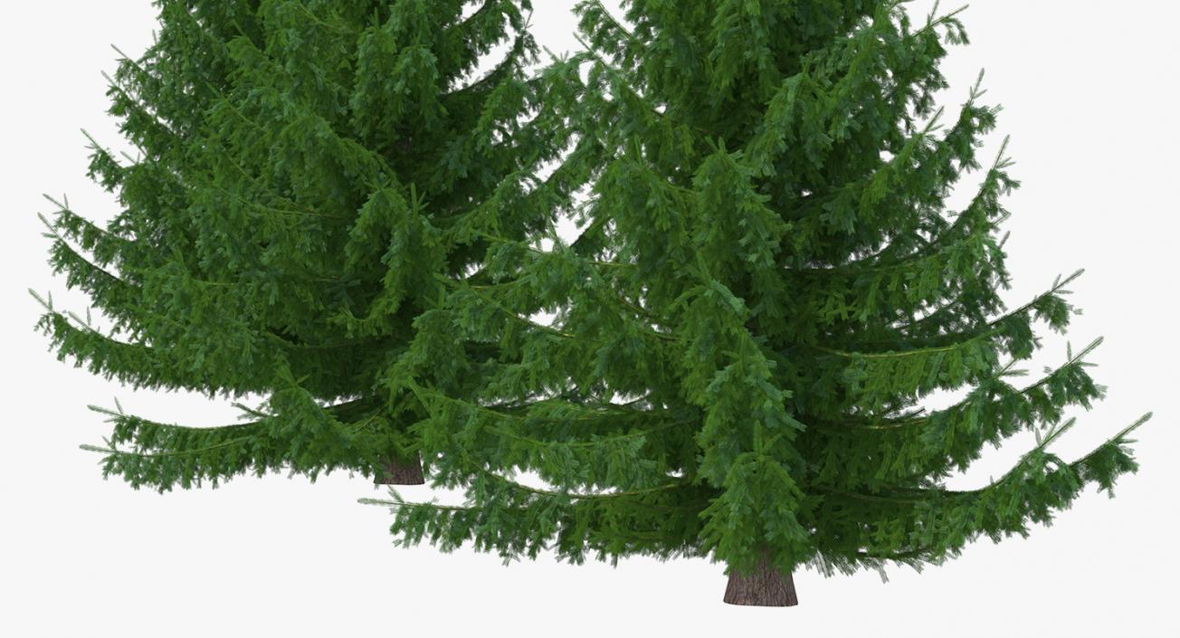 3D Spruces Collection model