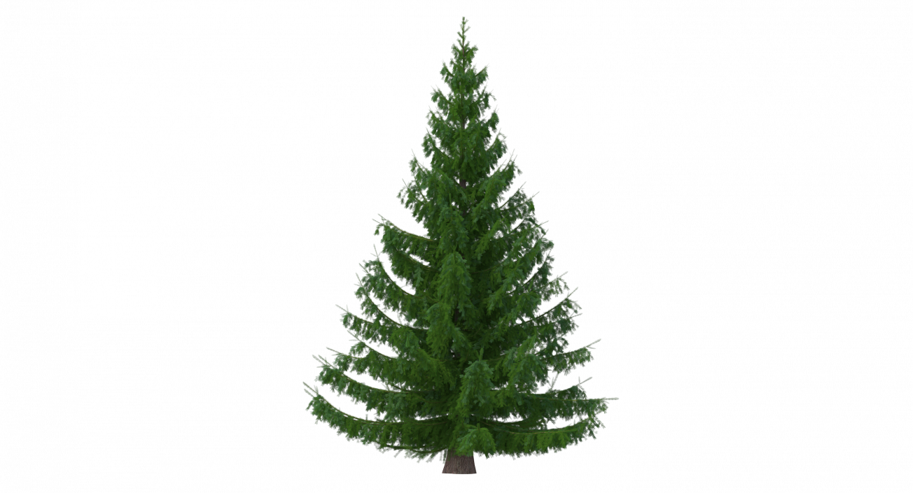 3D Spruces Collection model