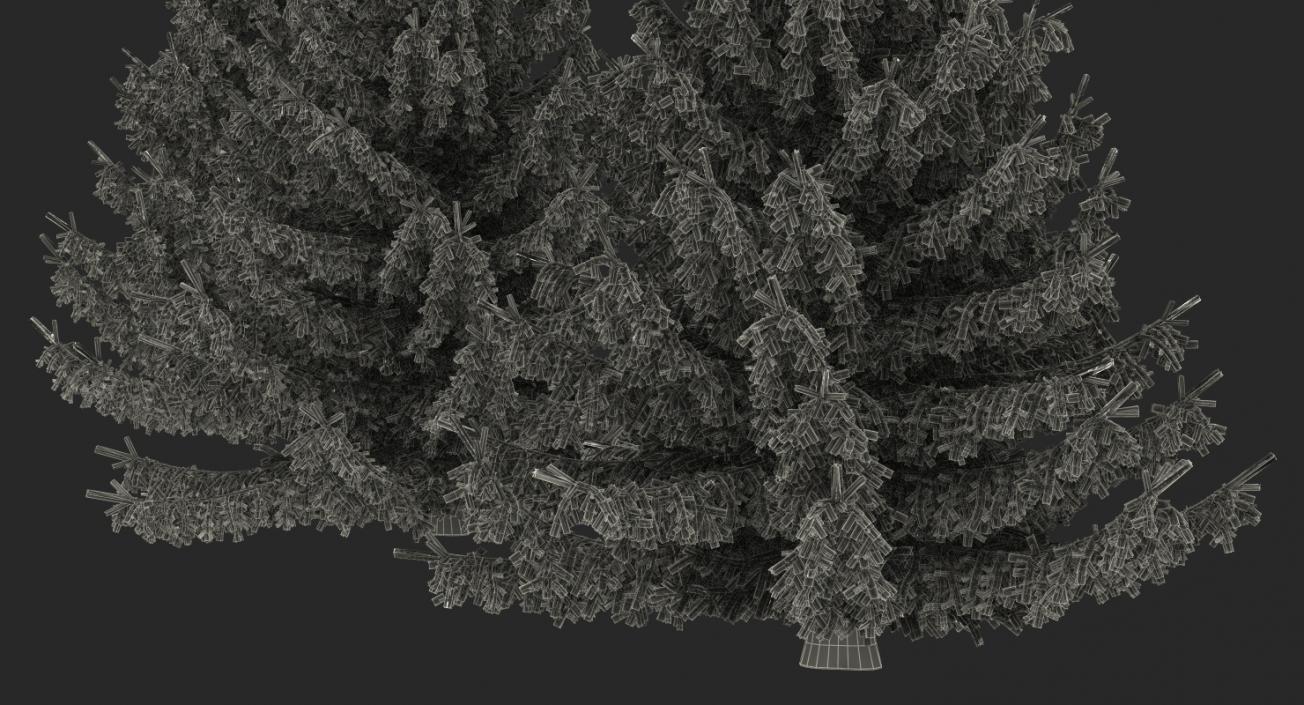 3D Spruces Collection model