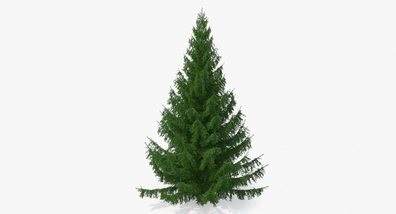 3D Spruces Collection model