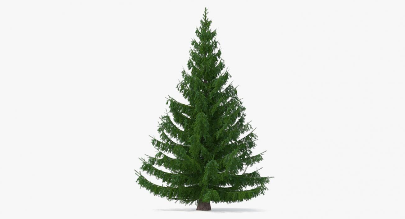 3D Spruces Collection model