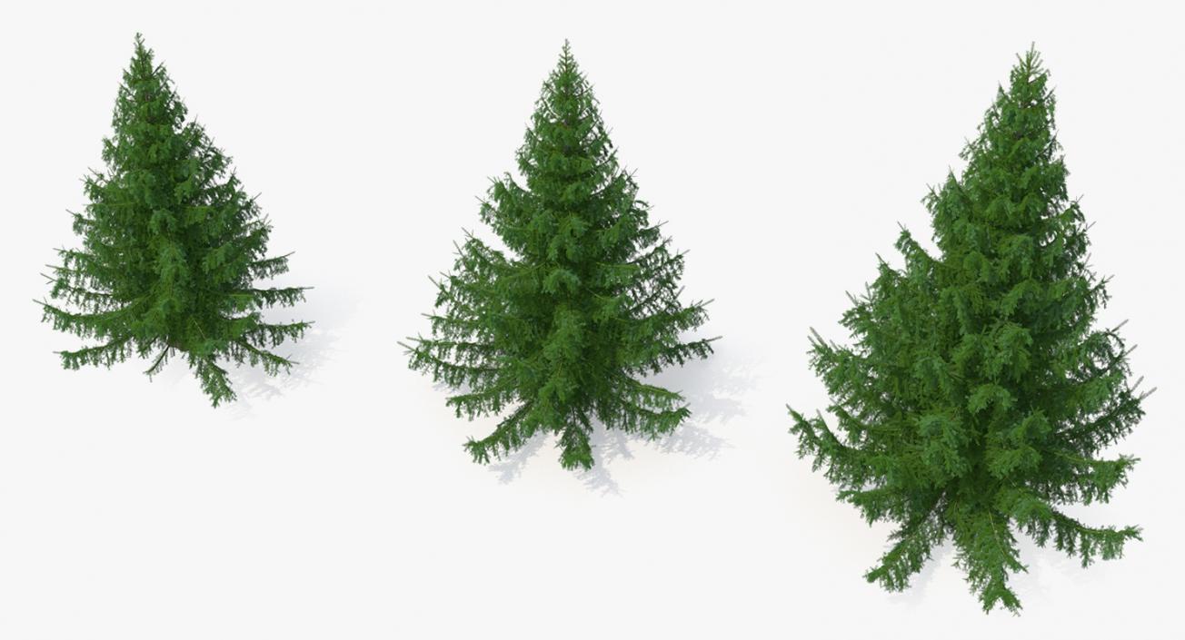 3D Spruces Collection model