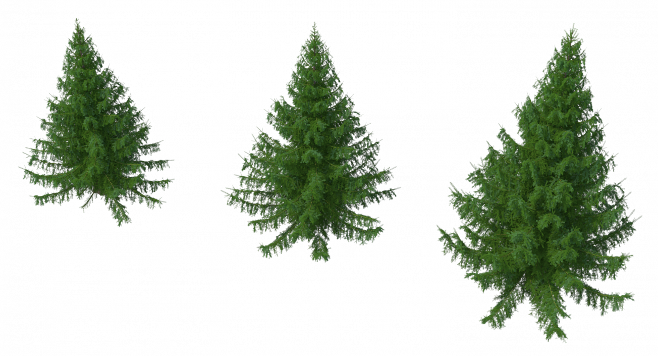 3D Spruces Collection model