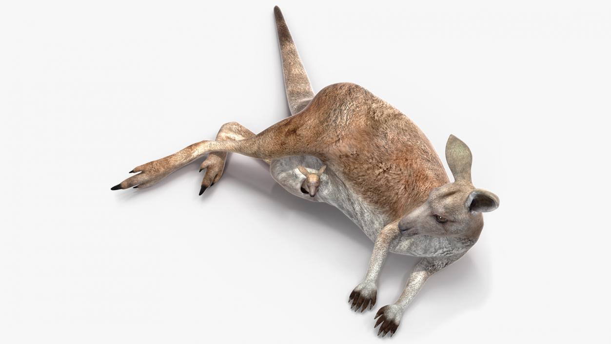 3D Mother Kangaroo with Baby Lying