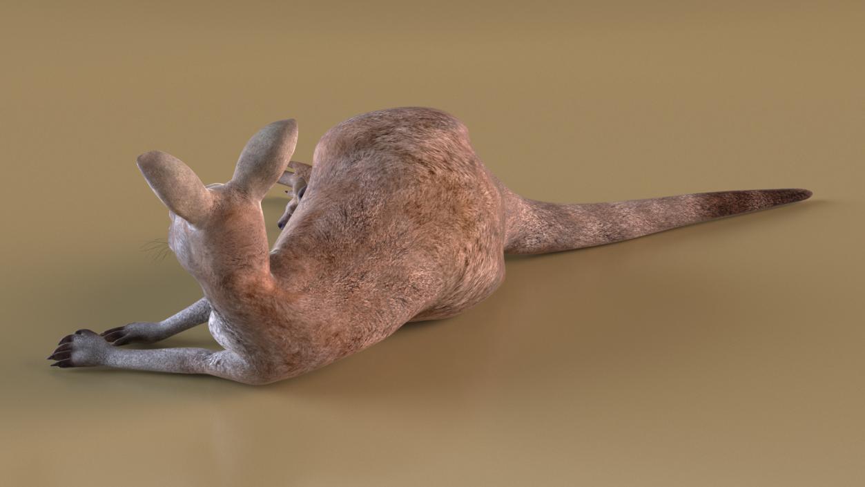 3D Mother Kangaroo with Baby Lying